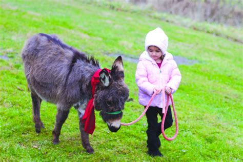 Brie Tisher With A Christmas Donkey The Journal Leader