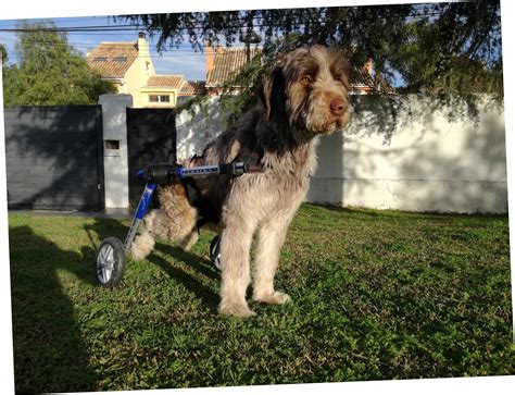 Wir brauchen dringend deine hilfe! Hund Dickens sucht erneut Zuhause auf Mallorca