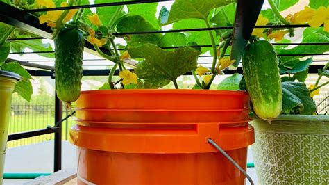 Growing Cucumbers In A Container Part 1 Youtube