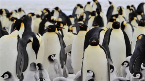 Warming Decimates Antarcticas Emperor Penguin Chick News18