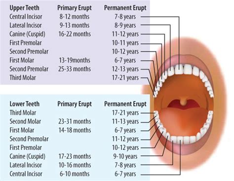 Primary Tooth Eruption Chart Dental Hygenist Teeth Eruption Chart