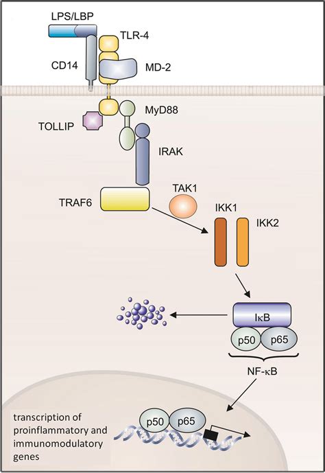 Signal Transduction Pathways Of Toll Like Receptors The Binding Of The Download Scientific