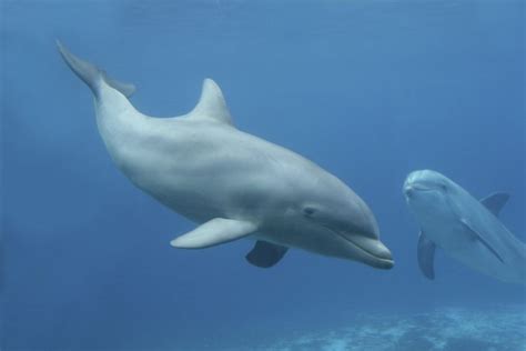 How Long Can A Dolphin Hold Its Breath