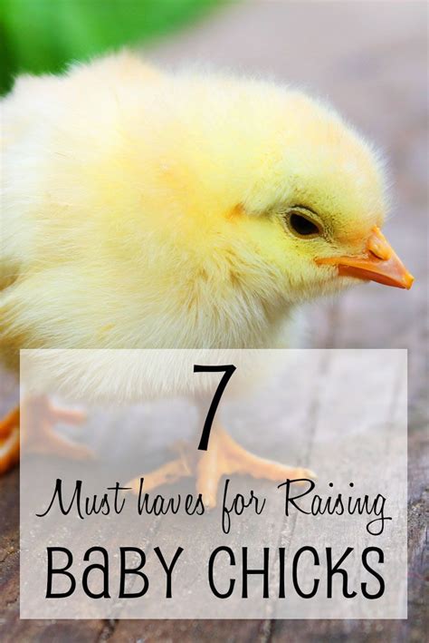 Baby Chicks 7 Must Haves For Raising Raising Baby Chickens Baby