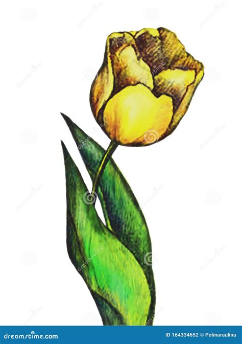 Watercolor Yellow Tulip Flower Stock Illustration Illustration Of