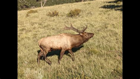Estes Park Elk Rut 2022 Youtube