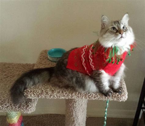 They were not shown but only sold as household pets. Siamese-Maine Coons/Long Haired Siamese/Lynx Point Siamese ...