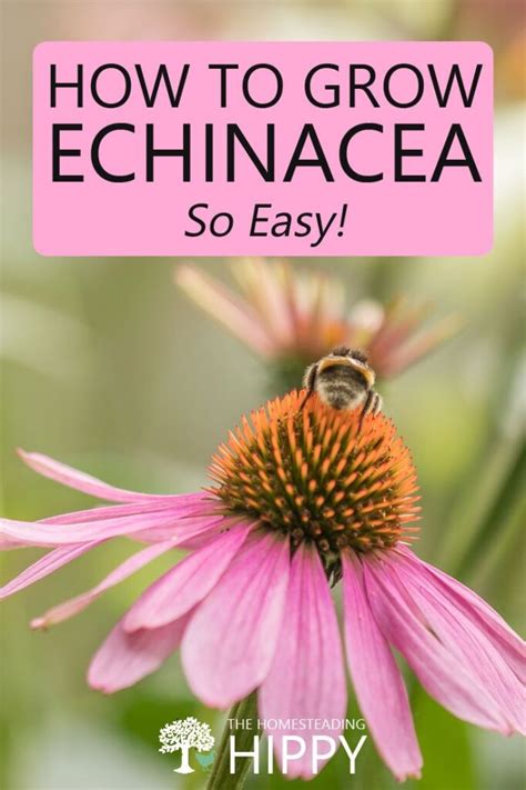 How To Grow Echinacea So Easy The Homesteading Hippy