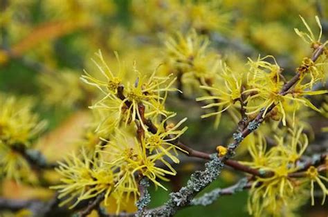 Profumatissimi fiori a grappolo in 9 lettere. Piante invernali: come coltivarle