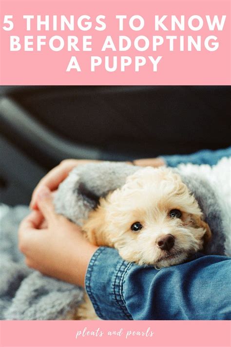5 Things I Wish I Knew Before Adopting A Puppy Puppy Adoption
