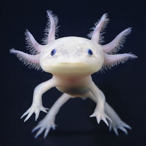 Let's discover the most lucrative color variations! Willow The Axolotl