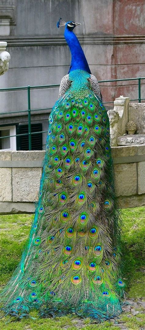 Beautiful And Amazing Peacock Photos Mart