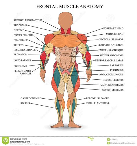 Sternocleidomastoid, trapezius, deltoid, pectoralis major, rectus abdominis, serratus anterior. Anatomy Of Human Muscles In The Front, A Template For Medical Tutorial, Banner, Vector ...