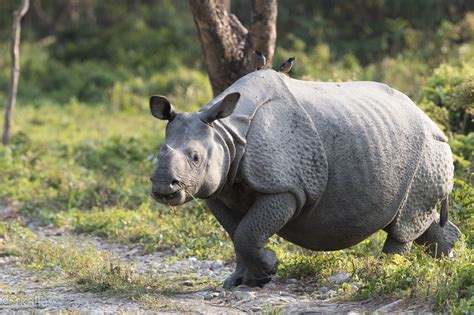 One Horned Rhinoceros Wildlife In The Heights Floodplain