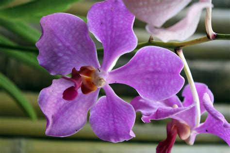 Orquídeas Violetas Stock De Foto Gratis Public Domain Pictures