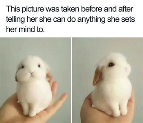 These Bunny Memes Are Soooo Cute It Will Make You Squee Artofit