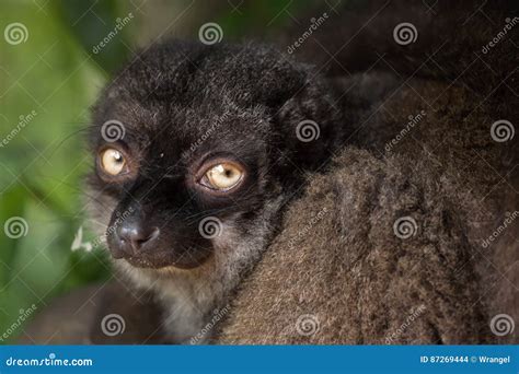 Female White Headed Lemur Eulemur Albifrons Stock Photo Image Of Eyes