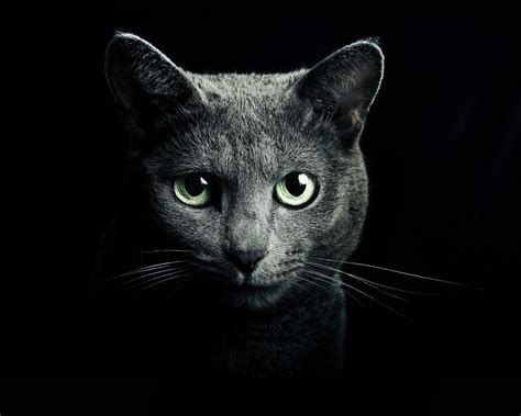 Russian Blue Wallpapers Top Free Russian Blue Backgrounds