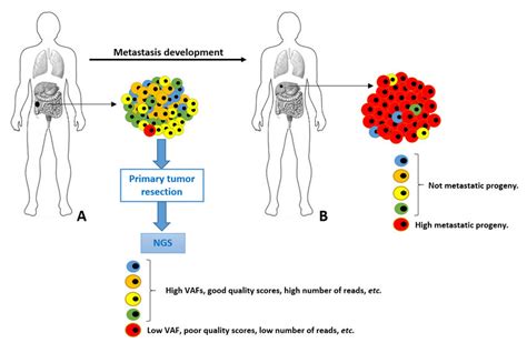 Schematic Representation Of Tumor Cells Heterogeneity And Evolution