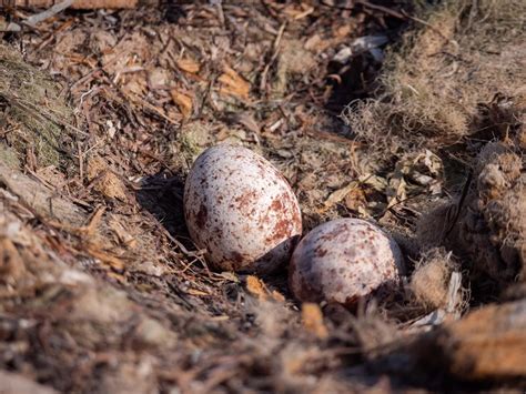 Osprey Nesting All You Need To Know Birdfact