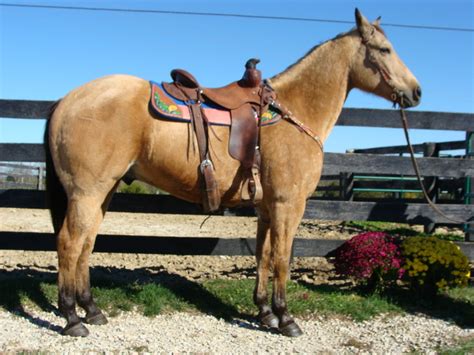 Classified listings of quarter horses for sale. GOLDEN BUCKSKIN QUARTER HORSE GELDING, RANCH, ROPE ...