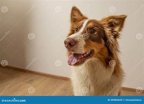 Australian Shepherd Dog Photographed At Home Stock Image Image Of