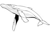 whales coloring pages  coloring pages