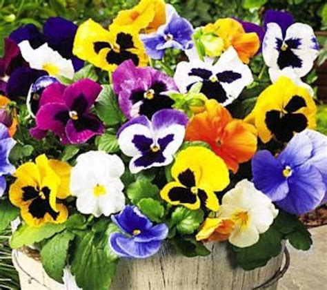 Pansy Swiss Giants Velvet Seeds A Rainbow Of Colours Edible Flowers In