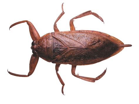 How Will Giant Water Bug Catch Its Prey How Will It Protect Itself