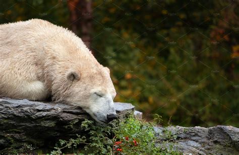 White Polar Bear Sleeping On Rock Polar Bear White Polar Bear Polar
