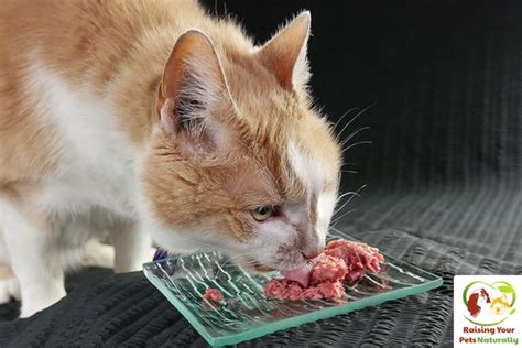 For those who might not know, here's some facts about our raw cat food! Best Raw Cat Food Brands for Indoor Cats | Darwin's ...