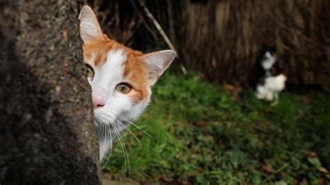 Finally Scientists Know Why Toxoplasma Has Sex In Cats