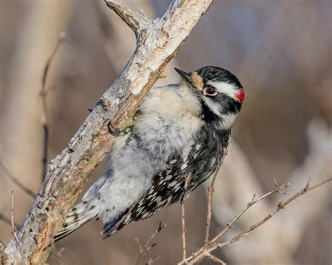 Downy Woodpecker Photograph By Morris Finkelstein Pixels