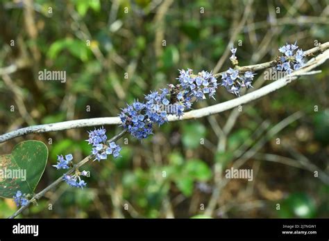 Little Tiny Purple Colored Wildflower Clusters Bloomed On The Stem Of A