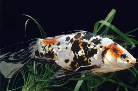 Shubunkin Goldfish The Calico Beauty Of Temperate Aquariums Badmans