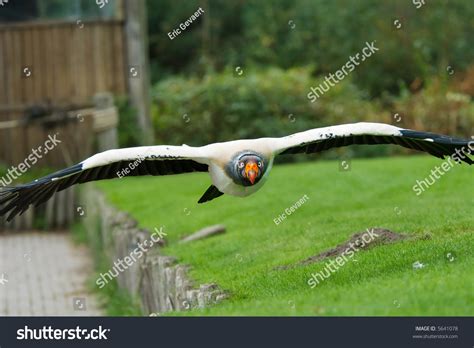 King Vulture Flight Sarcoramphus Papa Stock Photo 5641078 Shutterstock