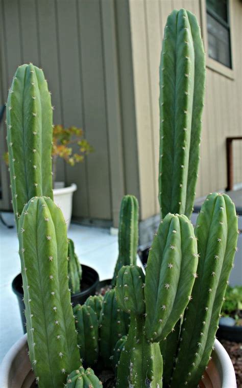 This product is harvested in a sustainable manner and enables the final customer to help and contribute to the tribes that protect and harvest this popular plant. Trichocereus Pachanoi (San Pedro) Cactus Baby | Bahçecilik