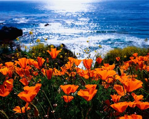 California Poppy - State Flower | California | Pinterest | California poppy, California road 