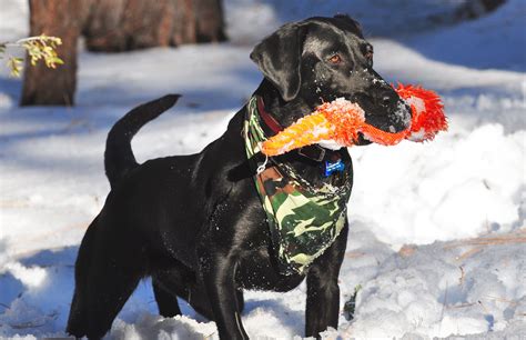 Snow Day For Black Lab Chance Picture By Dave Haynes Black Lab
