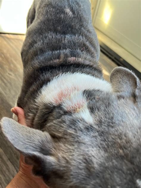 My 2 Year Old French Bulldog Has What Looks Like Hives All Over His