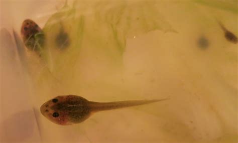 Tadpoles will eat greens including lettuce (not cos or iceberg), broccoli, or baby spinach. Tadpoles In The Wild