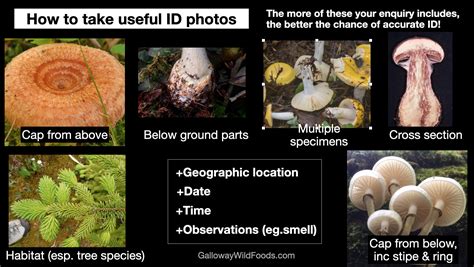 Information Required To Make A Meaningful Attempt At Wild Mushroom