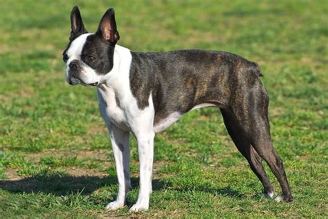 20 Cool Facts About The Boston Terrier Breed