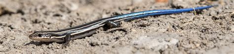 Five Lined Skink Nature Of The Lake Lakemagazinelife