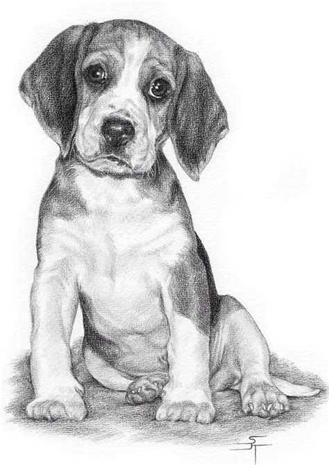 B & w vector drawing. Pin by Laura Leigh on Pencil drawings | Animal drawings, Pencil drawings of animals, Dog drawing