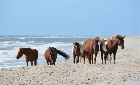Wild Horses Of Assateague Island Bucketlisted