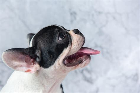 Cachorro sem dente entenda os cuidados que você deve ter Blog da