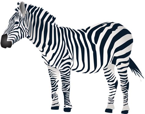 Zebra Png Clip Art Zebra Zebra Clipart All Animals Images