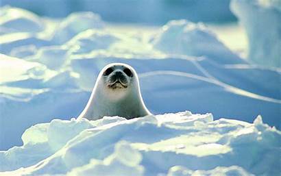 Seal Wallpapers Backgrounds Px