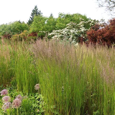 Buy Feather Reed Grass Calamagrostis × Acutiflora Karl Foerster